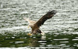 NSA warns against further sea eagle release