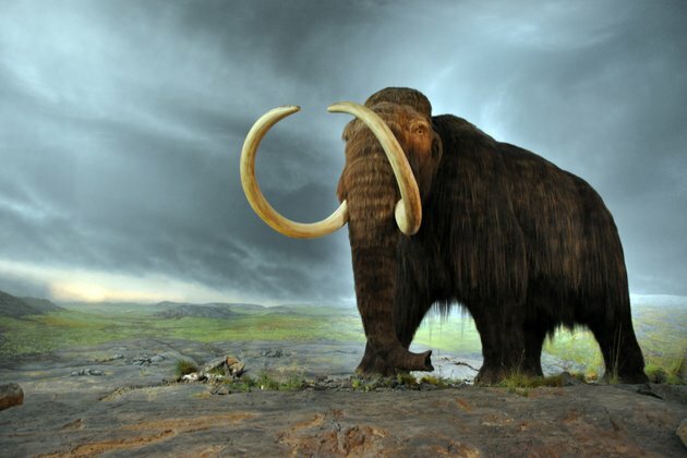 Extinction of ice age giants likely drove surviving animals apart
