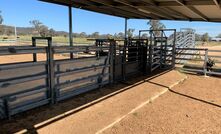 Even simple things like the orientation of the working race and loading ramp can increase cattle yard safety and efficiency.