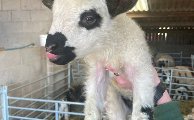 One of the 'Shalais' lambs born at Farmer Palmer's Farm Park in Dorset