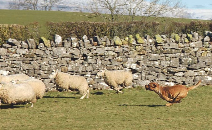 Understanding laws on sheep worrying