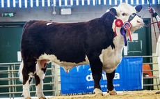 Hereford bulls top at 12,000gns at Shrewsbury