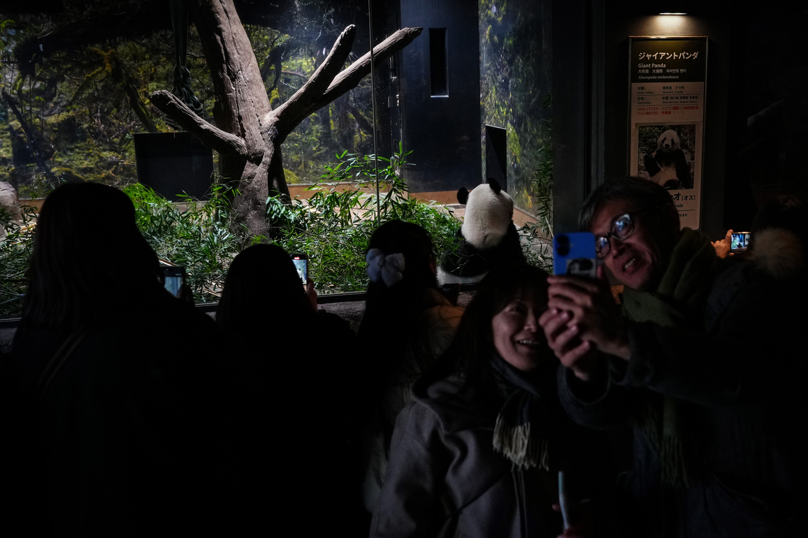JAPAN-TOKYO-GIANT PANDAS-SCHEDULED TO RETURN TO CHINA