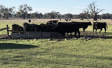  Beef exports declined last year. Picture Mark Saunders.