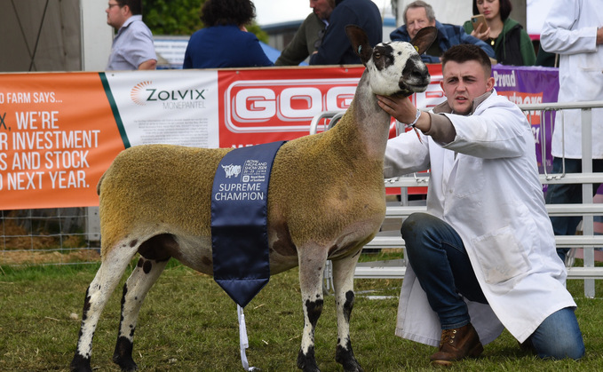 Inter-breed sheep champion from Jamie Pirie
