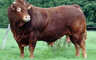 Bluetongue spreads to Yorkshire farm after case detected in bull