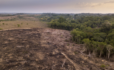 'Voluntary action is not enough': 150 top investors demand ambitious global biodiversity treaty - Vimarsana News