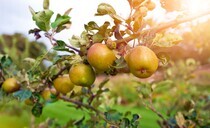 Producers warn of IHT's risks to cider making