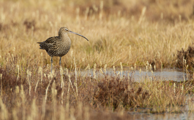 Eurasian Curlew spotted in North Wales | Credit: Jake Stephen, Wildlife Trusts