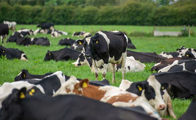 Dairy chiefs call for Gov financial package to aid dairy sector amid Covid-19 cashflow crisis