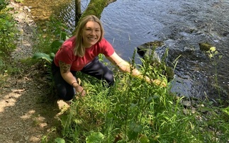 A common grass fungus could help fight crop disease, say researchers