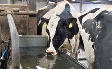 Heat stress in pregnant dairy cows could impact autumn-born calves