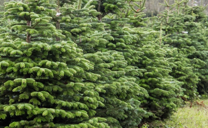 Top tips for happy Christmas trees