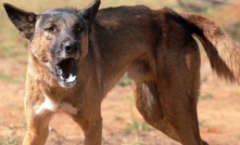 Wild dog scheme to revive central QLD sheep industry