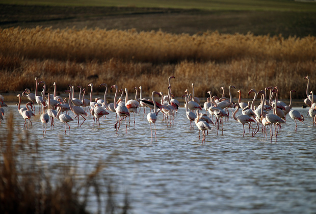 TRKIYE-ANKARA-SEL KAPANI DAM LAKE-FLAMINGOS