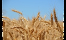  A GPA survey has shown input costs and extreme weather were grain growers' biggest challenges last season. Photo: Mark Saunders.