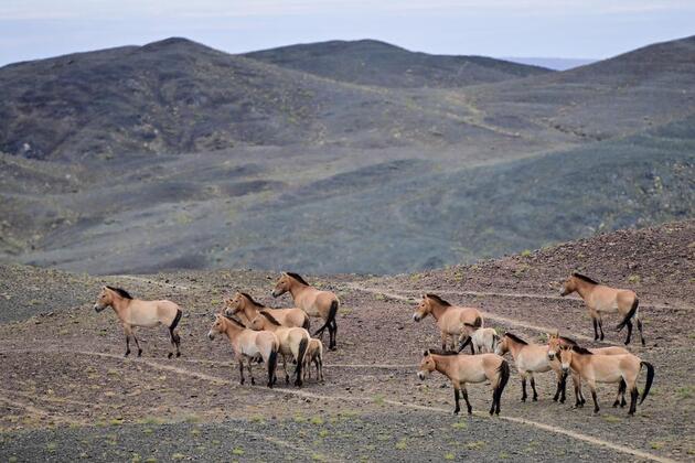 EcoChina | China's Przewalski's horse population tops 900, a third of global total