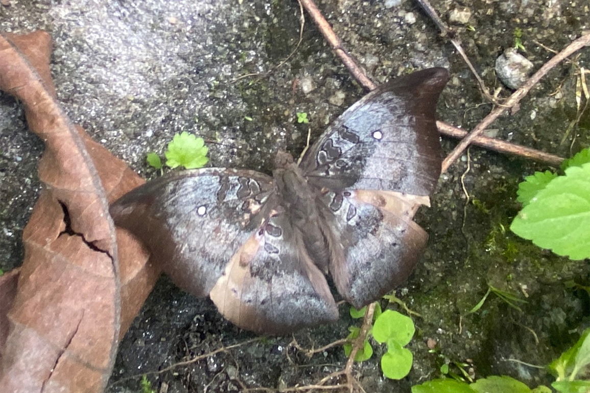 Sikkim: Rare butterfly 'Spotless Baron' spotted again in Dzongu after five years