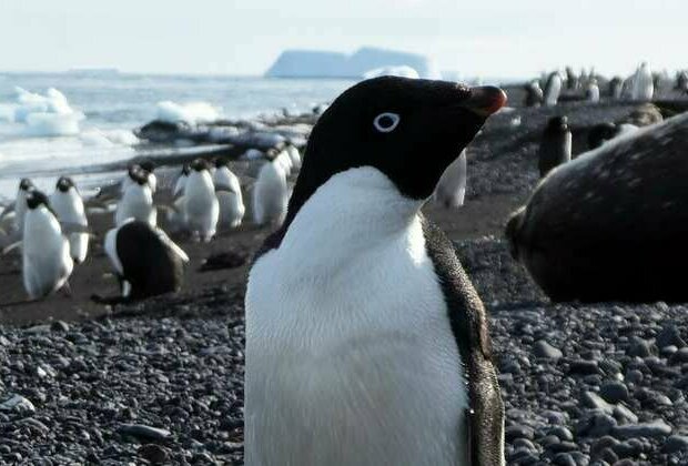 DNA detectives in Antarctica: probing 6,000 years of penguin poo for clues to the past