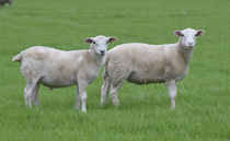 New environmental index launched to cut UK sheep flock carbon footprint