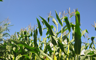 Navigating the maize maze