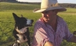 Working cattle with dogs, without the stress