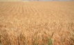  A global research effort is helping wheat production.