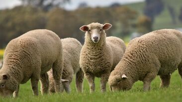 A trial underway in northern Victoria will help determine whether feed additives can meaningfully reduce sheep methane emissions, without compromising productivity or meat quality. 