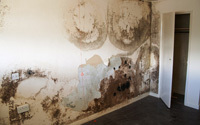Survey reveals business opportunity arising from damp