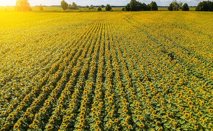 The Hampshire based farm said it had seen an increase in 'naked photography' in its sunflower field