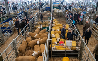 Clun flock claims top price at Welshpool   