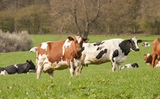 Partner Insight: National BVD survey - a chance to have your say