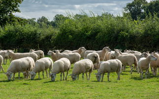 Border disease could be quietly costing your flock