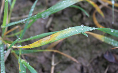 Biopesticide trials show promise against key wheat disease