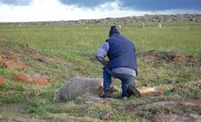  Good hygiene is vital around ewes and lambs. Picture courtesy Agriculture Victoria.