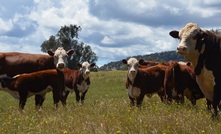 The value of agricultural exports has risen - driven largely by cattle exports.