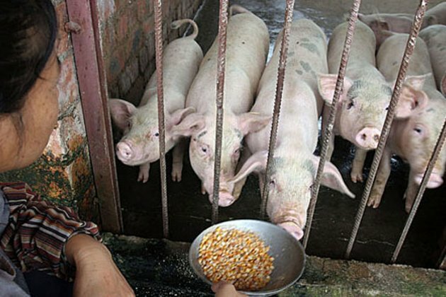 China Clamps Down on Public Discussion of African Swine Flu Outbreaks