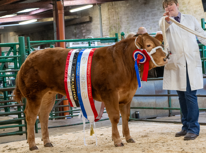 Starstruck overall champion which sold for £3,000