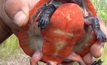 Origin's prized turtle discovery