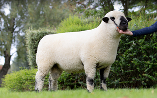 Seawell shearling ram which sold for 2,500gns