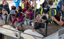 Hundreds of inner-city children descend on Olly Harrison's farm for NSA education day
