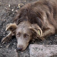 EGYPT-CAIRO-STRAY DOG ISSUE