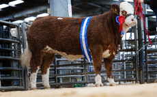 Islavale herd leads Simmental trade