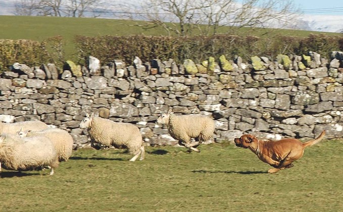 Top tips for farmers on dealing with sheep worrying attacks this Christmas