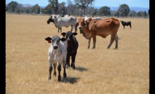  Saleyards are shutting down for Christmas after a big year. Picture Mark Saunders.