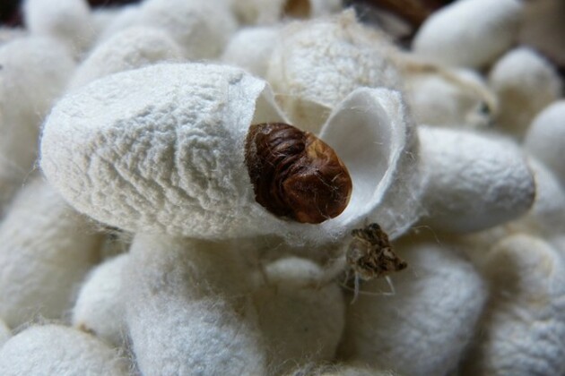 Raw silk production reaches 34,042 MT till January 2025, showing positive growth