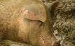 Passport project delivers better pig husbandry