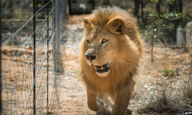 S.African MPs seek end of captive lion trophy hunting S.African MPs seek end of captive lion trophy hunting