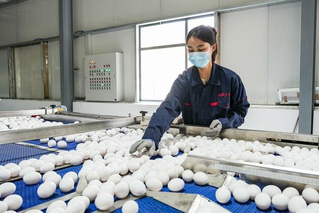 Xizang achieves self-sufficiency in eggs with world's highest layer farm