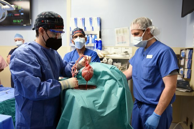 The journey to a pig-heart transplant began 60 years ago